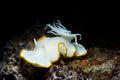 White and yellow Nudibranch